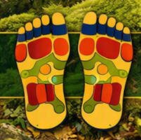 A drawn image of feet showing the reflexology zoens